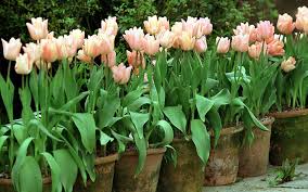 Next, fill the bottom of each hole with an inch or so of compost, and then push the bulb into the compost to set it in place. How To Plant Bulbs In Pots A Beginner S Guide The Telegraph