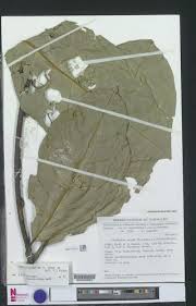 Image result for Landolphia landolphioides