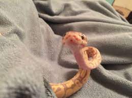 Minderlynnreptiles Cute Reptiles Pet Snake Cute Snake