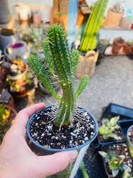 Image result for Euphorbia ramulosa