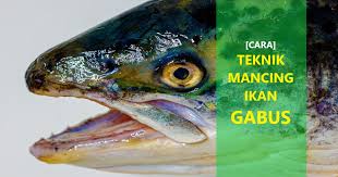 Search this blog created with by omtemplates | distributed by gooyaabi templates. Cara Mancing Ikan Gabus Terbukti Ampuh Edisutanto Com