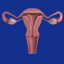 Image result for uterus