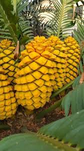 Image result for Encephalartos umbeluziensis