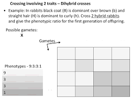 What are the phenotypes (descriptions) of rabbits that have the followinggenotypes? Genetics Notes Gregor Mendel By Teachers Pet 5 Min Ppt Download