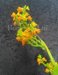 Image result for Polystachya campyloglossa