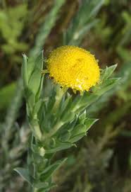 Image result for Schistostephium crataegifolium