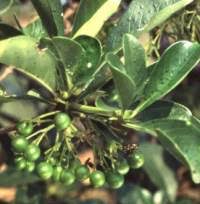 Image result for Pavetta