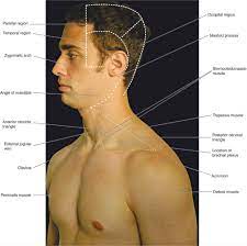 The upper respiratory tract is made up of the they take up most of the space in the chest (thorax). Atlas Of Surface Anatomy Hadzic S Peripheral Nerve Blocks And Anatomy For Ultrasound Guided Regional Anesthesia 2nd