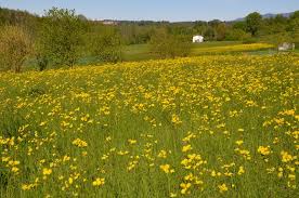 Fiori della svizzera, italia, francia e altri paesi europei. Fiori Spontanei Della Brianza Capriano