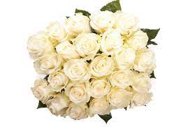 صور ورود بيضاء في غاية الروعة والجمال white rose bouquet white roses meaning white roses