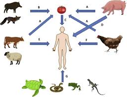 A Comprehensive Review Of Non Enterica Subspecies Of Salmonella Enterica Sciencedirect