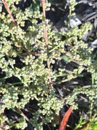 Image result for Corrigiola