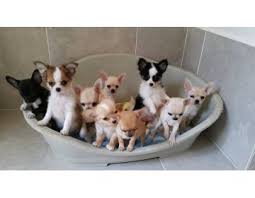 chihuahualarda beslenme ve beslenme nasil olmali