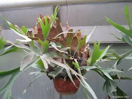 Image result for parožnatka Platycerium