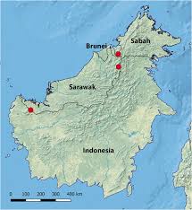 Once known as the legendary headhunters of borneo. Thismia Minutissima Thismiaceae A Remarkable New Mycoheterotrophic Species From Sarawak Borneo Springerlink