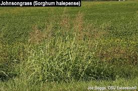 Reseed thin areas of the lawn and mow at the proper height for your variety of grass to keep it healthy and competitive against the johnson grass. Weekly Weed Johnsongrass Sorghum Halepense Bygl