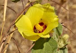 Image result for Hibiscus panduriformis