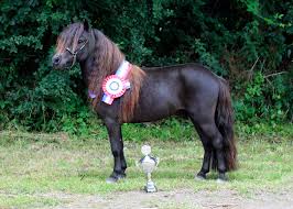Although downsizing has caused a few weaknesses in the physical characteristics of the horse, namely the tendency for the hocks to be slightly crooked and the lack of. Falabella Friends Everything About Falabellas Falabella