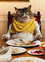 Happy Thanksgiving Cute Animal Pictures Cats Cute Animals