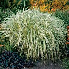 Image result for Miscanthus sinensis