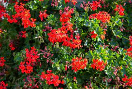 Plantes à fleurs rouges
