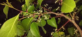 Image result for Eriosema psoraleoides