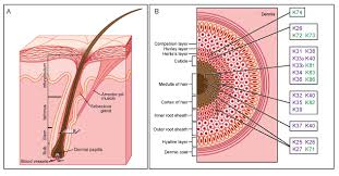 Egkarsia Diatomh Trixas Apo Mesa Pros Ta E3w Myelos Floios Peritrixio Esw Koleos Stibada Huxley Henle E3w Koleos Inwdhs 8y Cosmetology Dermis Keratin