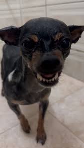 VÍDEO: Banho ou passeio? Pinscher enganado por tutor em MG fica  estressado e viraliza nas redes | Zona da Mata | G1