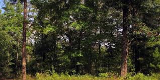 Konsep kapitalis, yang mempertentangkan antara kutub investor dan kutub pekerja itu, muncul sejak zaman buruh adalah orang yang bekerja untuk orang lain dengan mendapat upah. Cerita Orang Bunian Di Belantara Hutan Sumatera Dan Kalimantan Merdeka Com