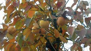 Sono frutti di origine asiatica e vengono raccolti tra ottobre. Il Kaki Varieta E Come Coltivarlo Passione In Verde