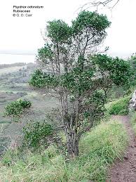 Image result for Psydrax parviflora