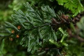 Image result for Hymenophyllum tunbridgense