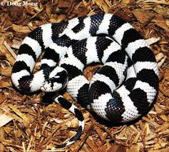 Black And White Snake Northern California Some Captive Breds