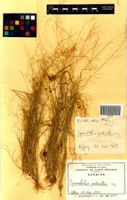 Image result for Sporobolus pectinellus