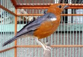 Check spelling or type a new query. Inilah Ciri Ciri Anis Merah Jantan Dan Betina