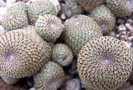 Image result for Clutia hirsuta