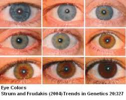 sandwalk the genetics of eye color