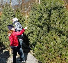 The christmas tree is a usually a decorated evergreen tree, pine, conifer, fir or spruce. Covid 19 Pandemic Doesn T Deter Christmas Tree Shopping On South Shore