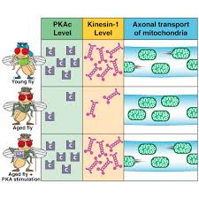 Isabel er for mange unge jenter et av norges største moteikon og forbilde. A Camp Pka Kinesin 1 Axis Promotes The Axonal Transport Of Mitochondria In Aging Drosophila Neurons Current Biology