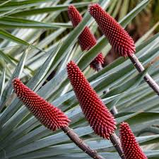 Image result for Aloe excelsa