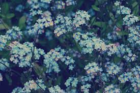 Oct 20, 2021 · when you buy a winston porter herefordshire oriental indoor / outdoor area rug in teal online from wayfair, we make it as easy as possible for you to find out when your product will be delivered. Blue Flower Aesthetic Desktop Wallpapers On Wallpaperdog