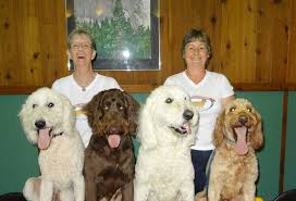 Find local goldendoodle puppies for sale and dogs for adoption near you. Goldendoodle Puppies Standard Poodle Breeder In Pa Yankee Doodles And Poodles