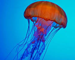 Pacific Sea Nettle Colorful Jellyfish Jellyfish Animal Spirit Guide