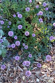 Image result for Monanthotaxis parvifolia