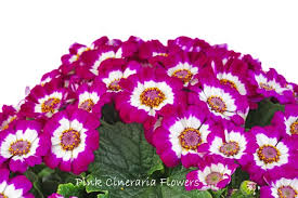 Image result for Cineraria
