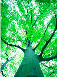 Image result for Milicia excelsa