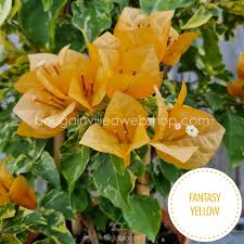 Fantasy Yellow bougainvillea | Tropical yellow bracts ornamental