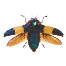 Calodema Ribbei Insect Collection Animals Insects