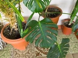 Just to make sure i sprayed it yesterday with captain jack's deadbug (spinosad). Why Are My Monstera Leaves Curling Cause What To Do Simplify Plants