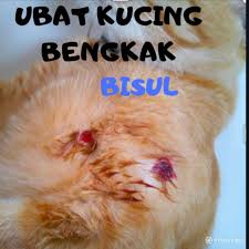 Ada cukup banyak proses yang perlu anda lalui. Pet Only Ulser Mulut Ubat Bengkak Bisul Kucing Ubat Haiwan Shopee Malaysia